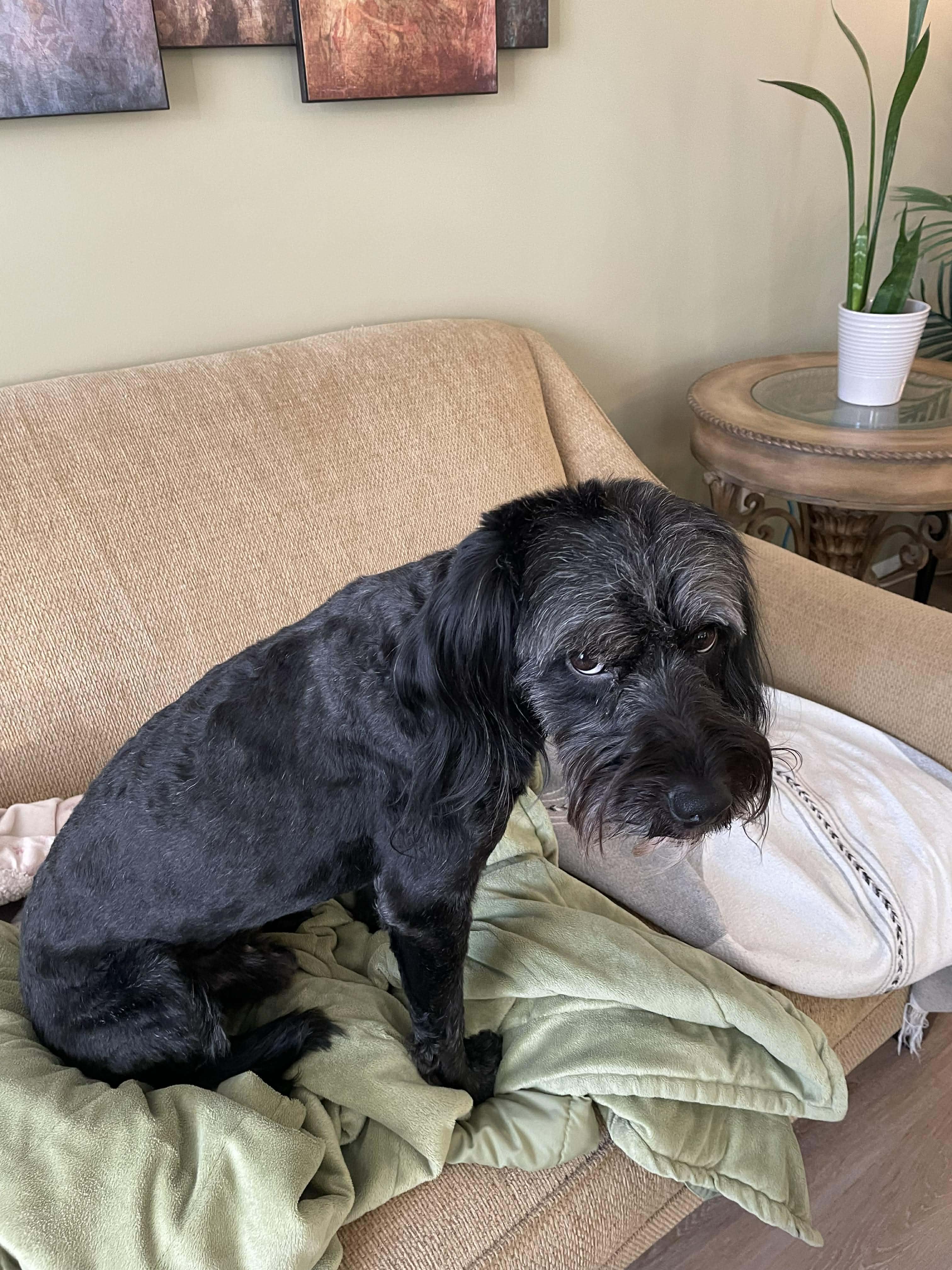 Enlarge Rex, a ADOPTABLE mixed breed in Winnipeg, MB image 2/5