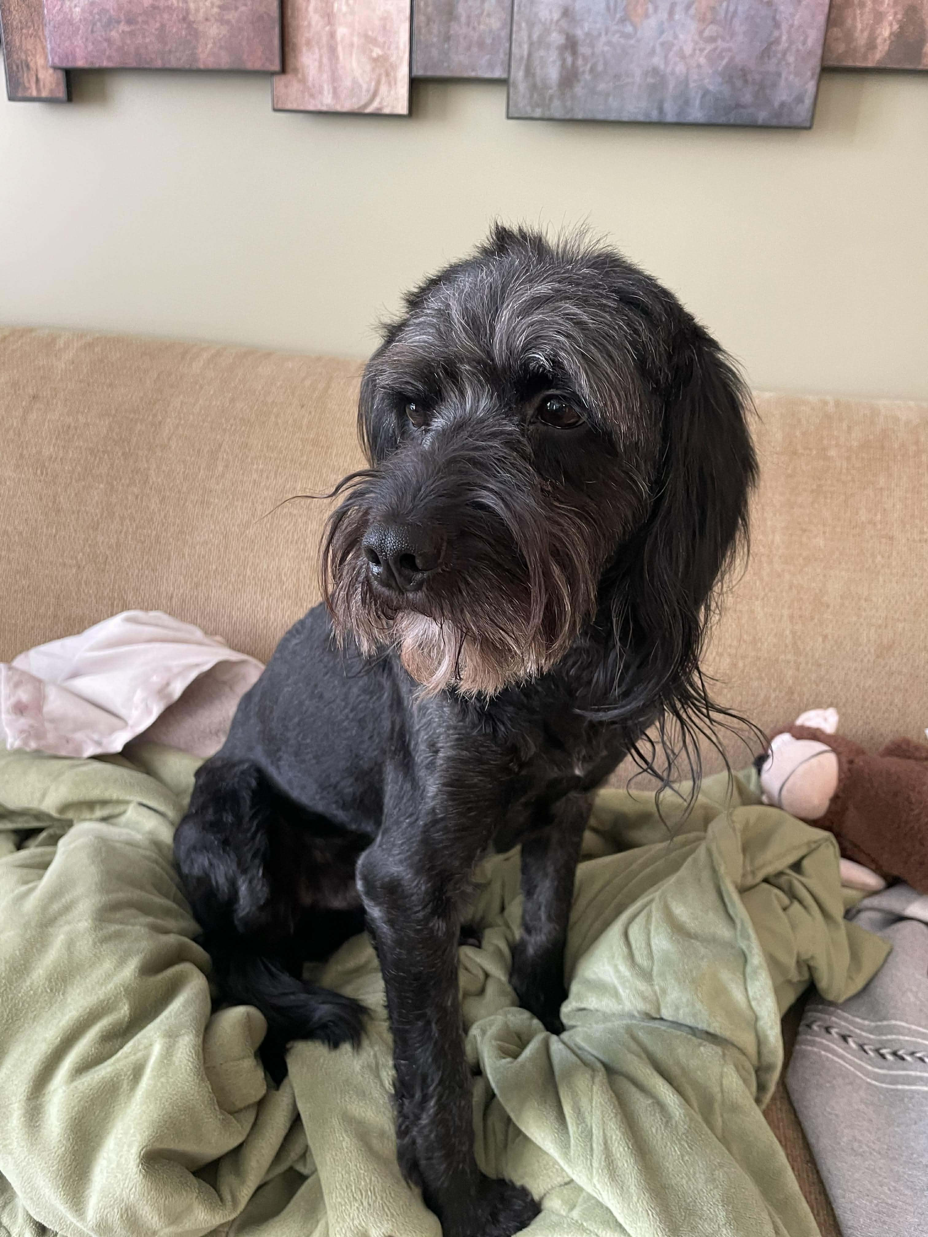 Rex, ADOPTABLE, Adult Male Poodle & Mixed Breed.