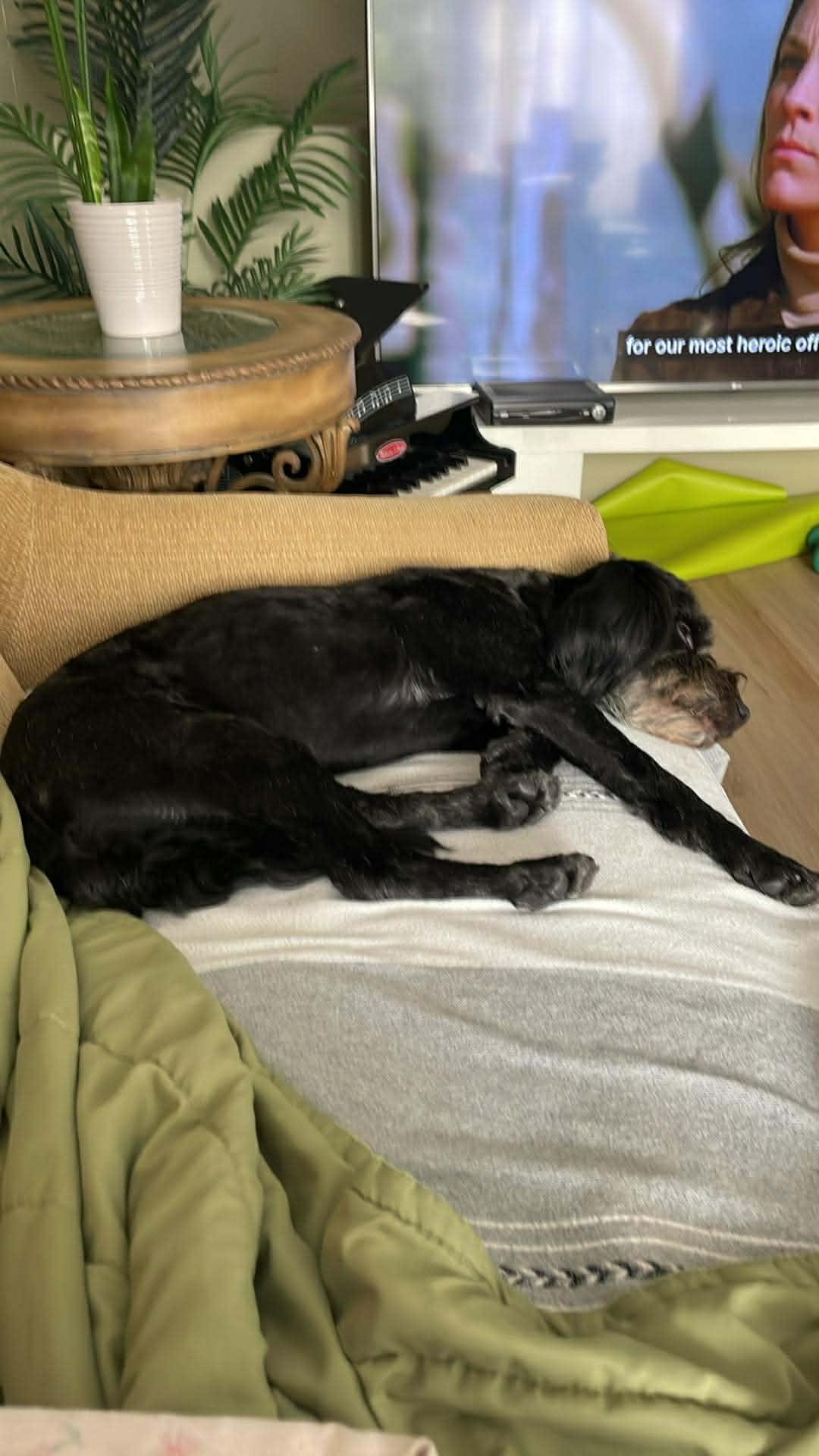 Enlarge Rex, a ADOPTABLE mixed breed in Winnipeg, MB image 4/5