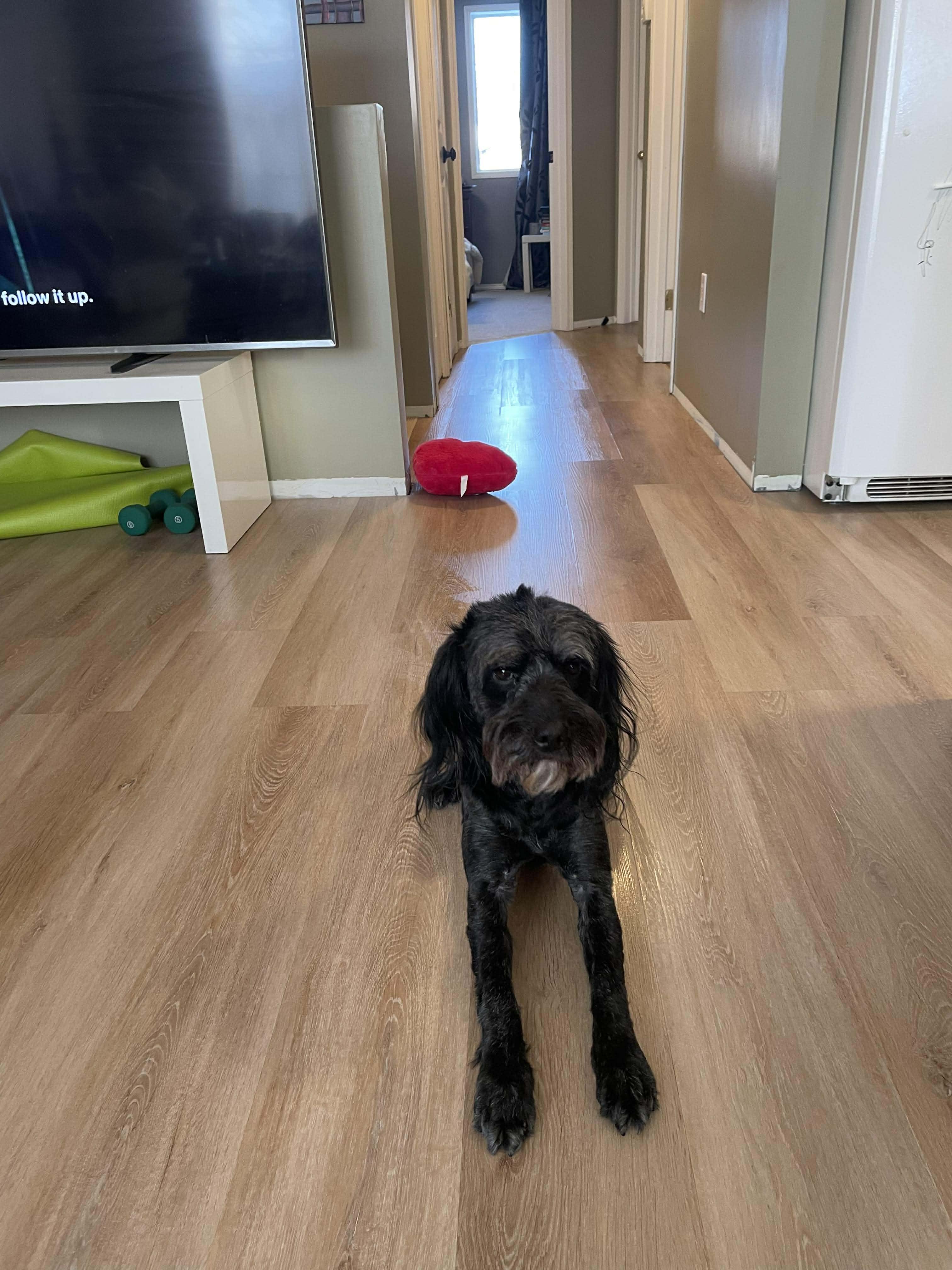 Enlarge Rex, a ADOPTABLE mixed breed in Winnipeg, MB image 3/5