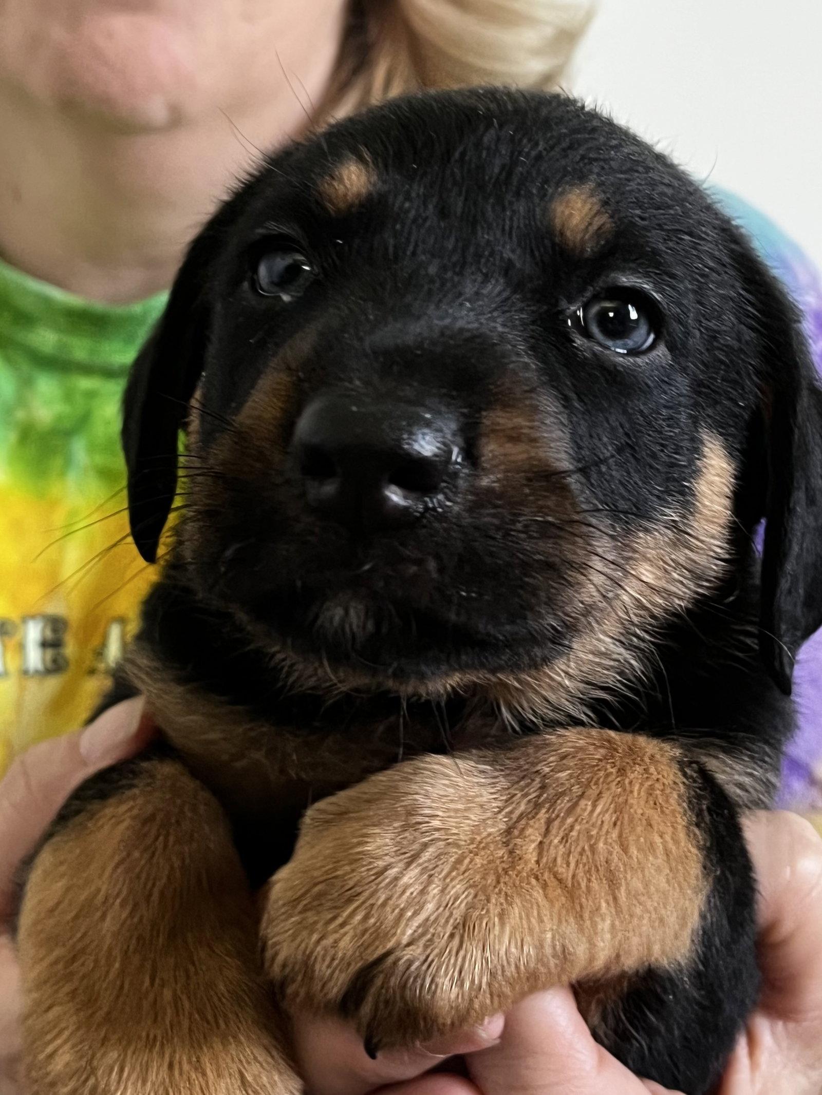 Sterling, a Adopted mixed breed in Mooresville, NC image 3/3
