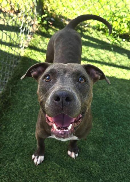 HOPE, Adoptable, Adult Female Mixed Breed.