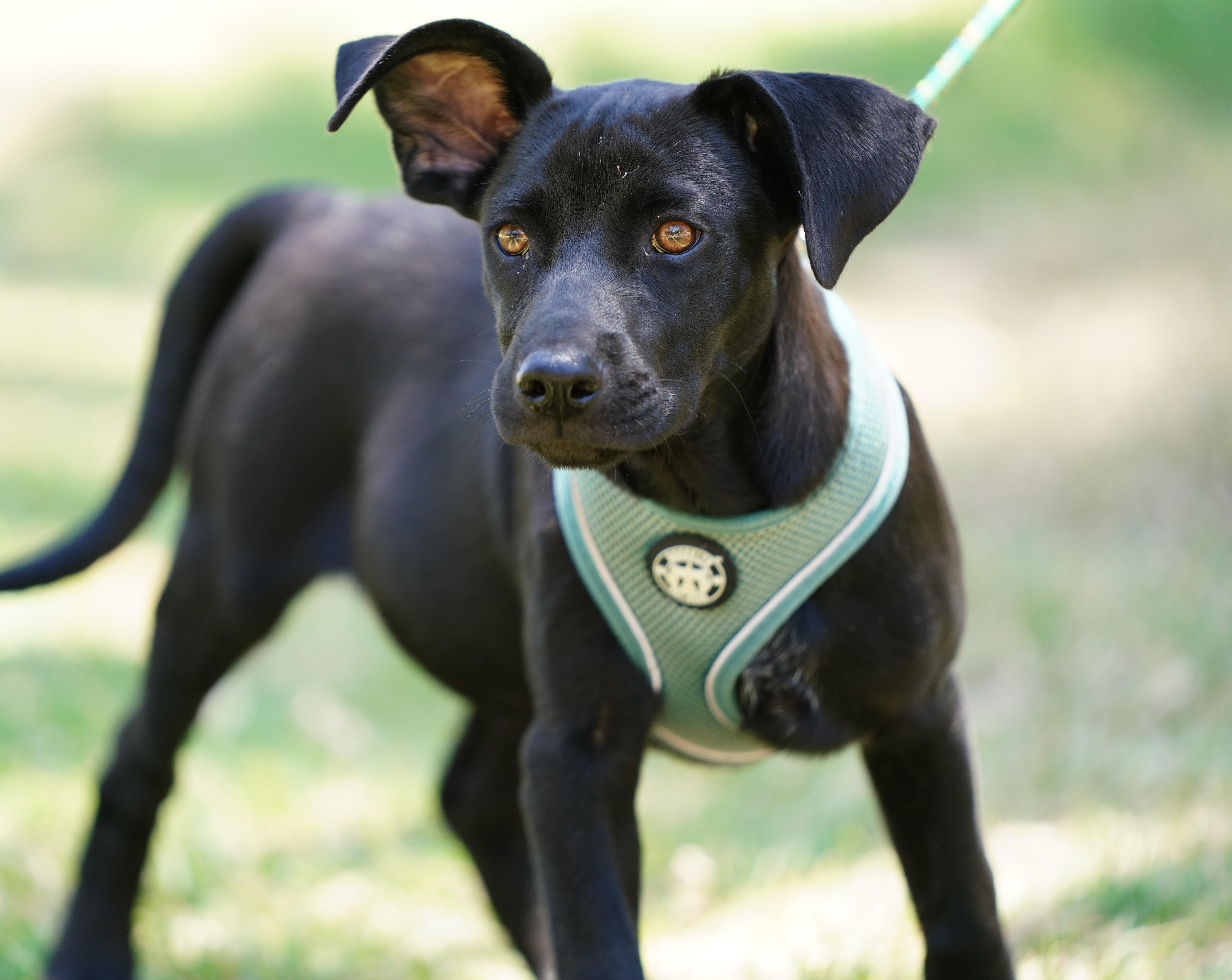 Enlarge Anton, an adopted mixed breed in San Diego, CA image 3/5