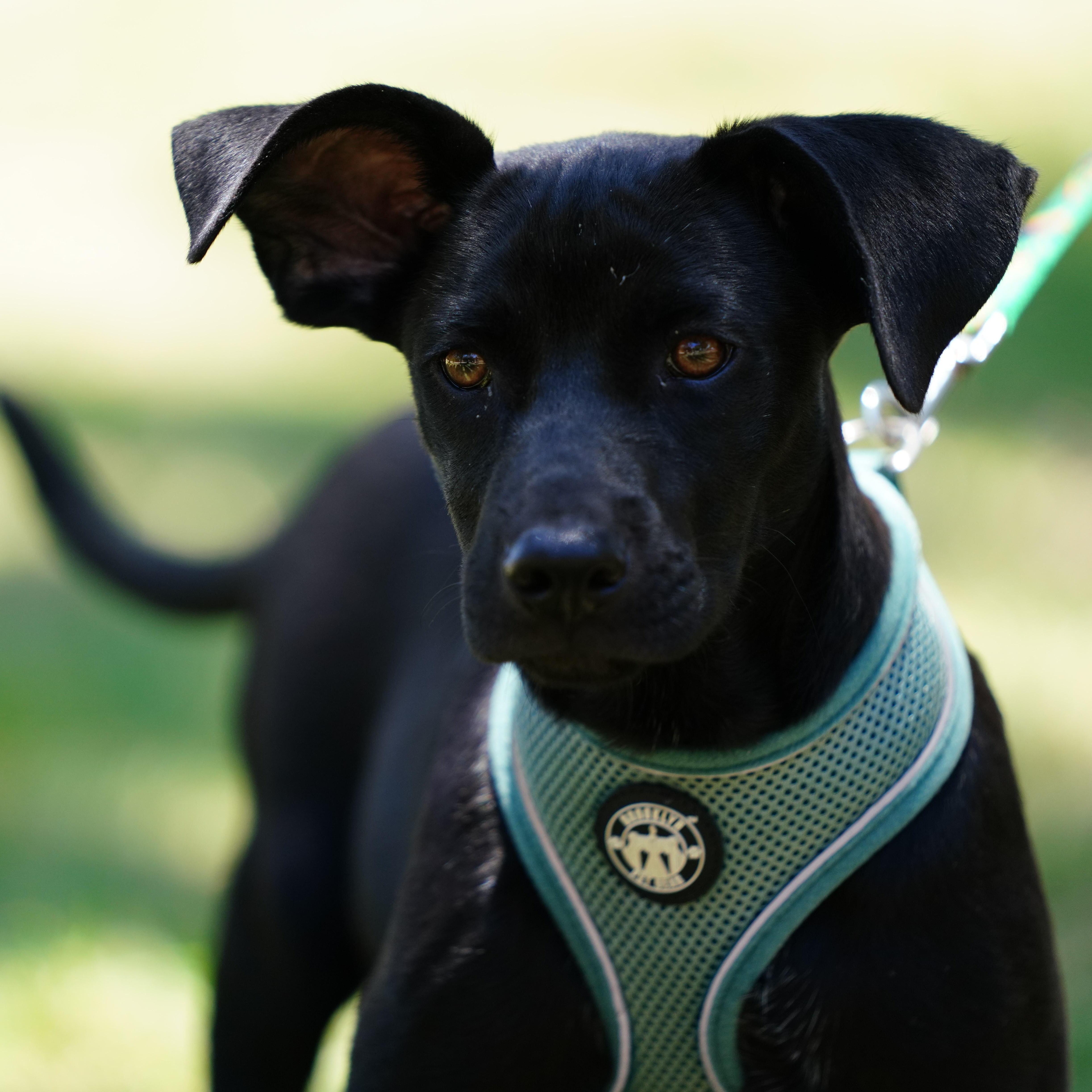 Enlarge Anton, an adopted mixed breed in San Diego, CA image 1/5