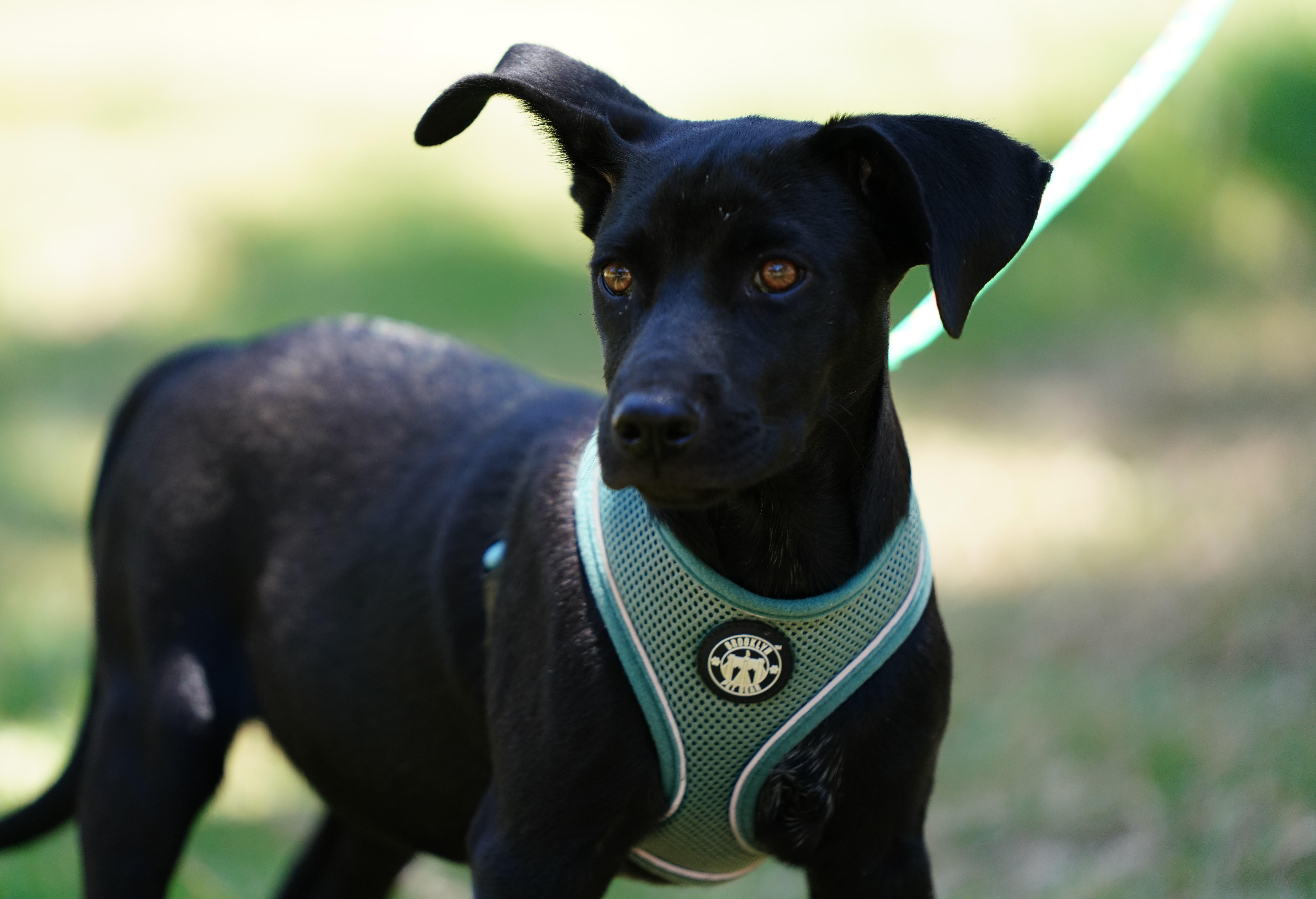 Enlarge Anton, an adopted mixed breed in San Diego, CA image 2/5