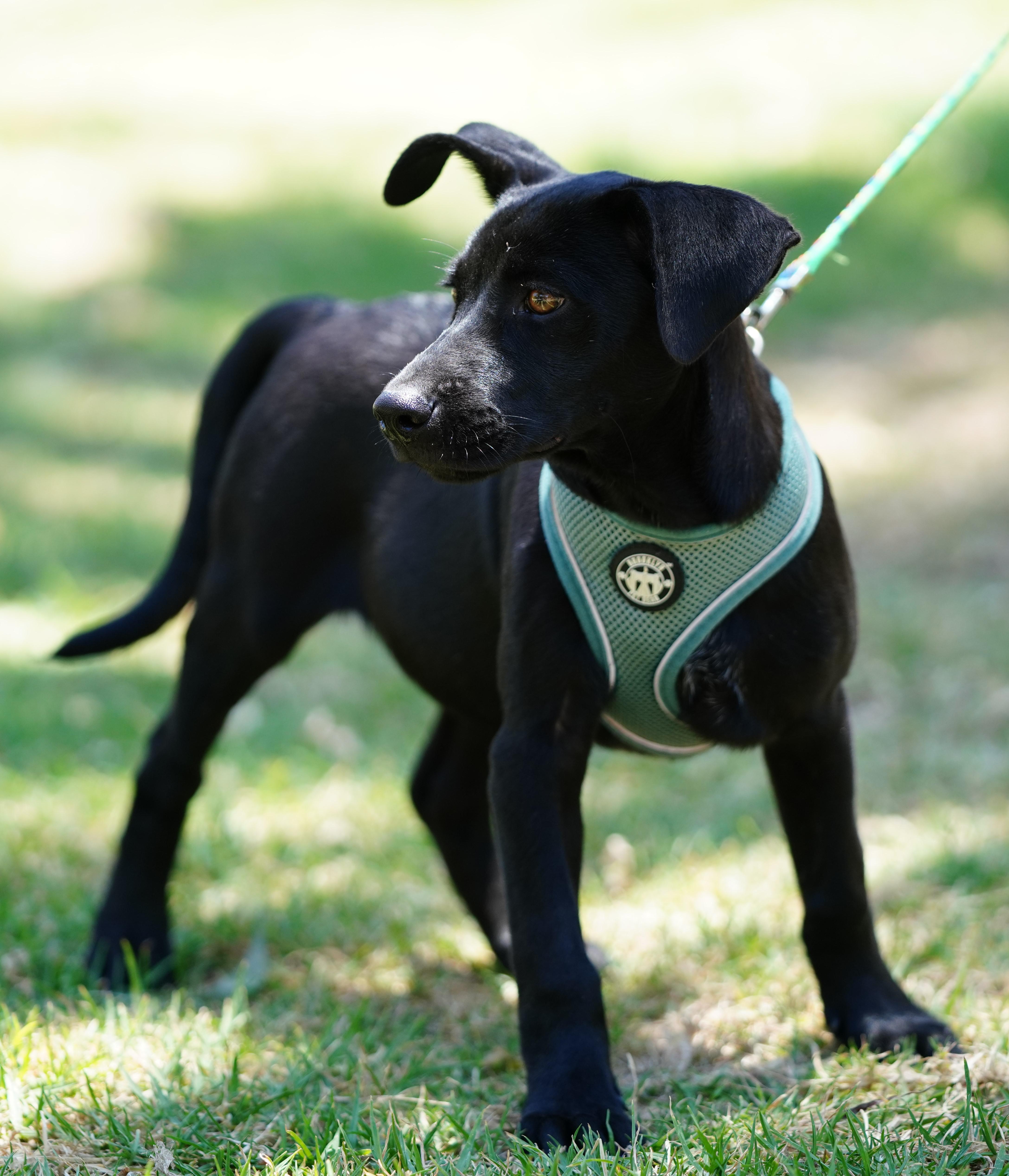 Enlarge Anton, an adopted mixed breed in San Diego, CA image 4/5