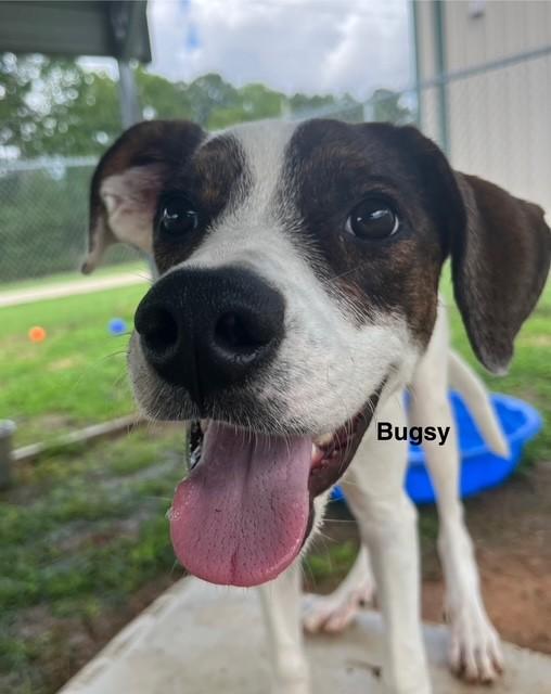 Bugsy