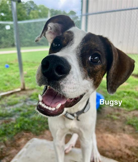 Bugsy