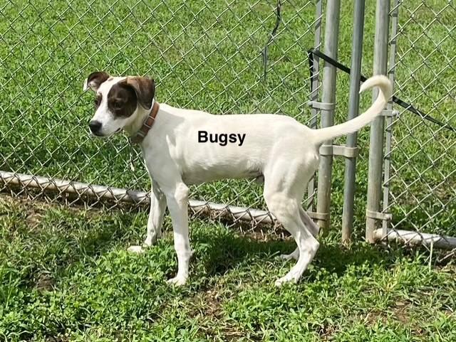 Bugsy