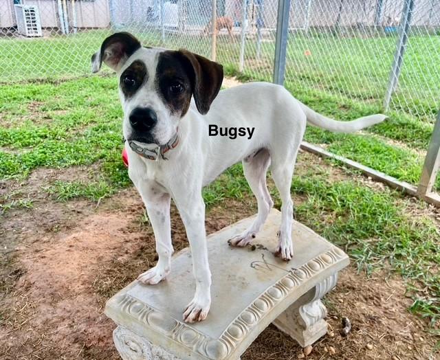 Bugsy