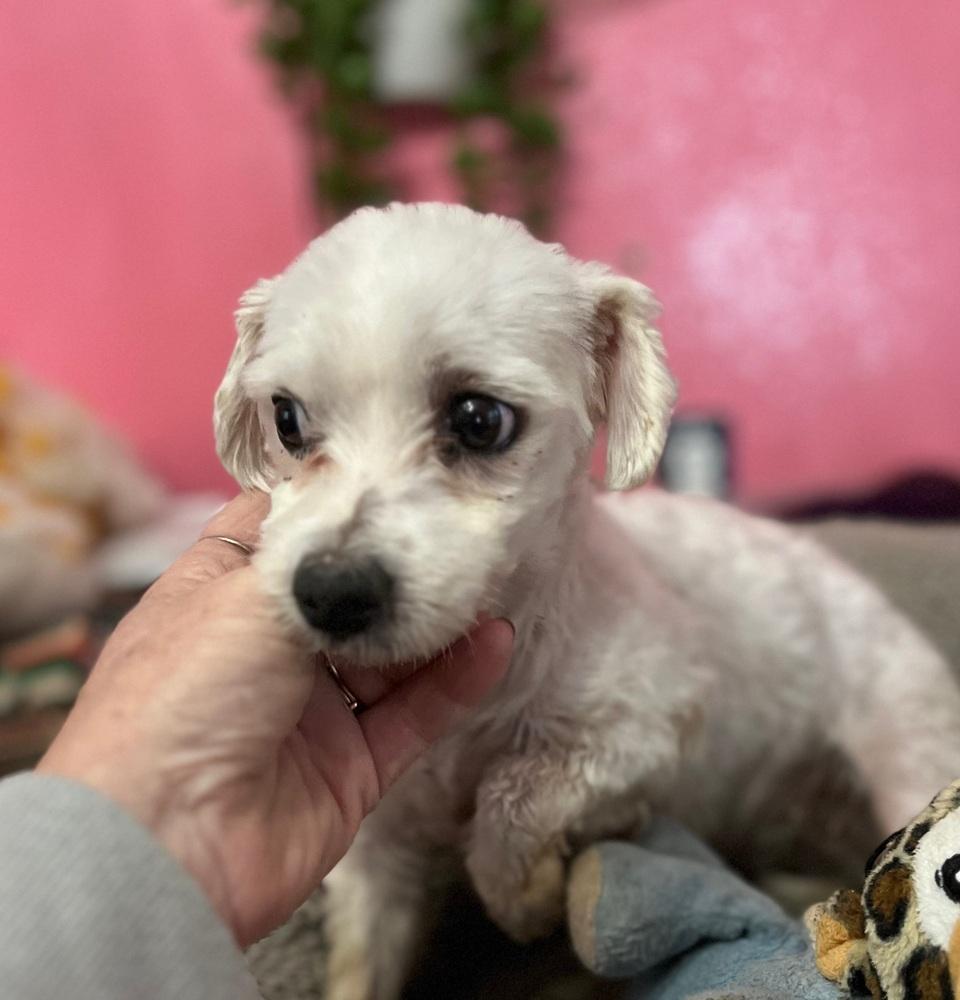 Snowball, Adoptable, Adult Female Maltese.
