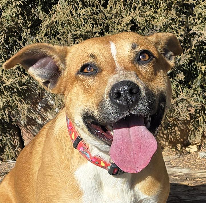 Delicious Dolly Parton = Sweet Personality Galore !, a Adoptable mixed breed in Albuquerque, NM image 4/5