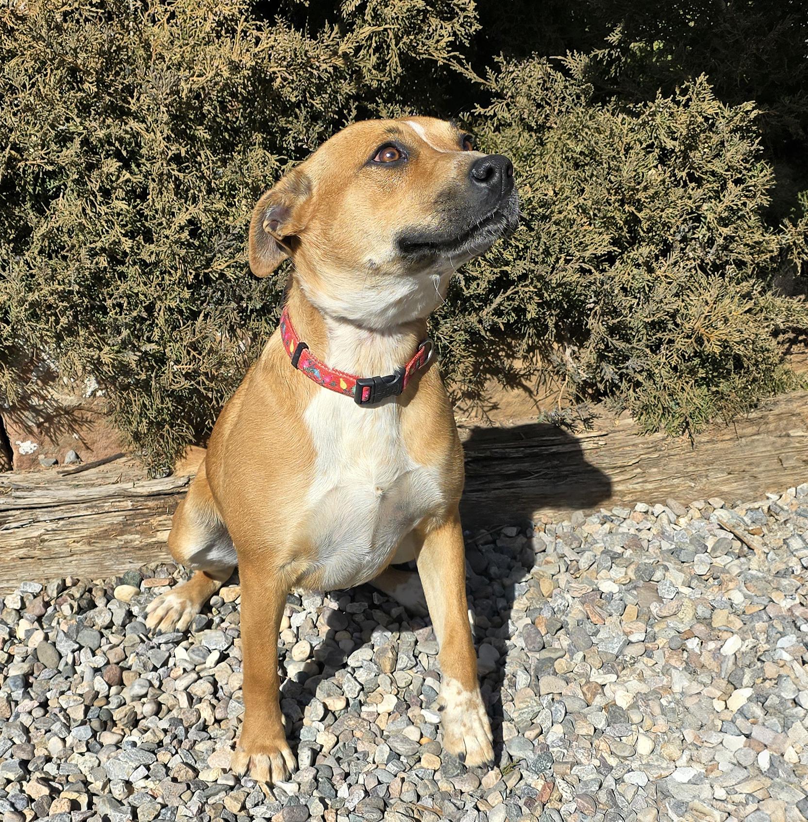 Delicious Dolly Parton = Sweet Personality Galore !, a Adoptable mixed breed in Albuquerque, NM image 3/5