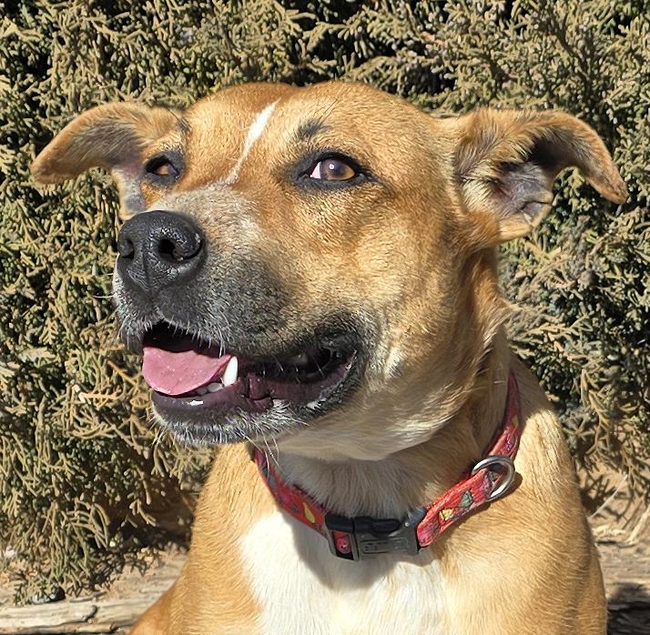 Delicious Dolly Parton = Sweet Personality Galore !, an adoptable American Staffordshire Terrier in Albuquerque, NM, 87184 | Photo Image 1