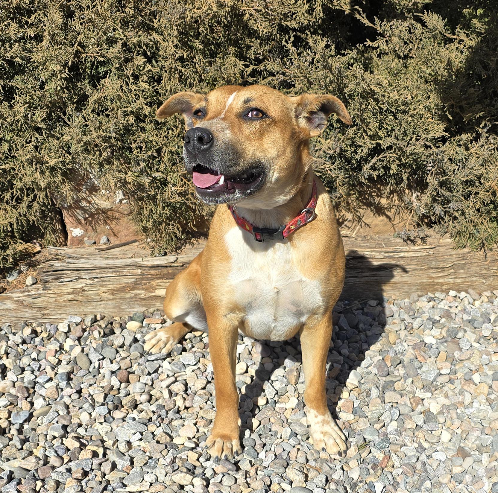 Delicious Dolly Parton = Sweet Personality Galore !, a Adoptable mixed breed in Albuquerque, NM image 2/5