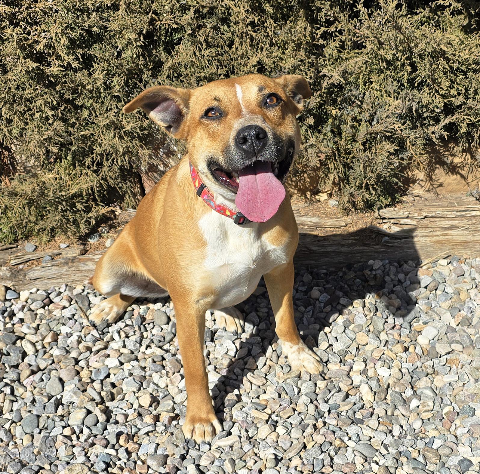 Delicious Dolly Parton = Sweet Personality Galore !, a Adoptable mixed breed in Albuquerque, NM image 5/5