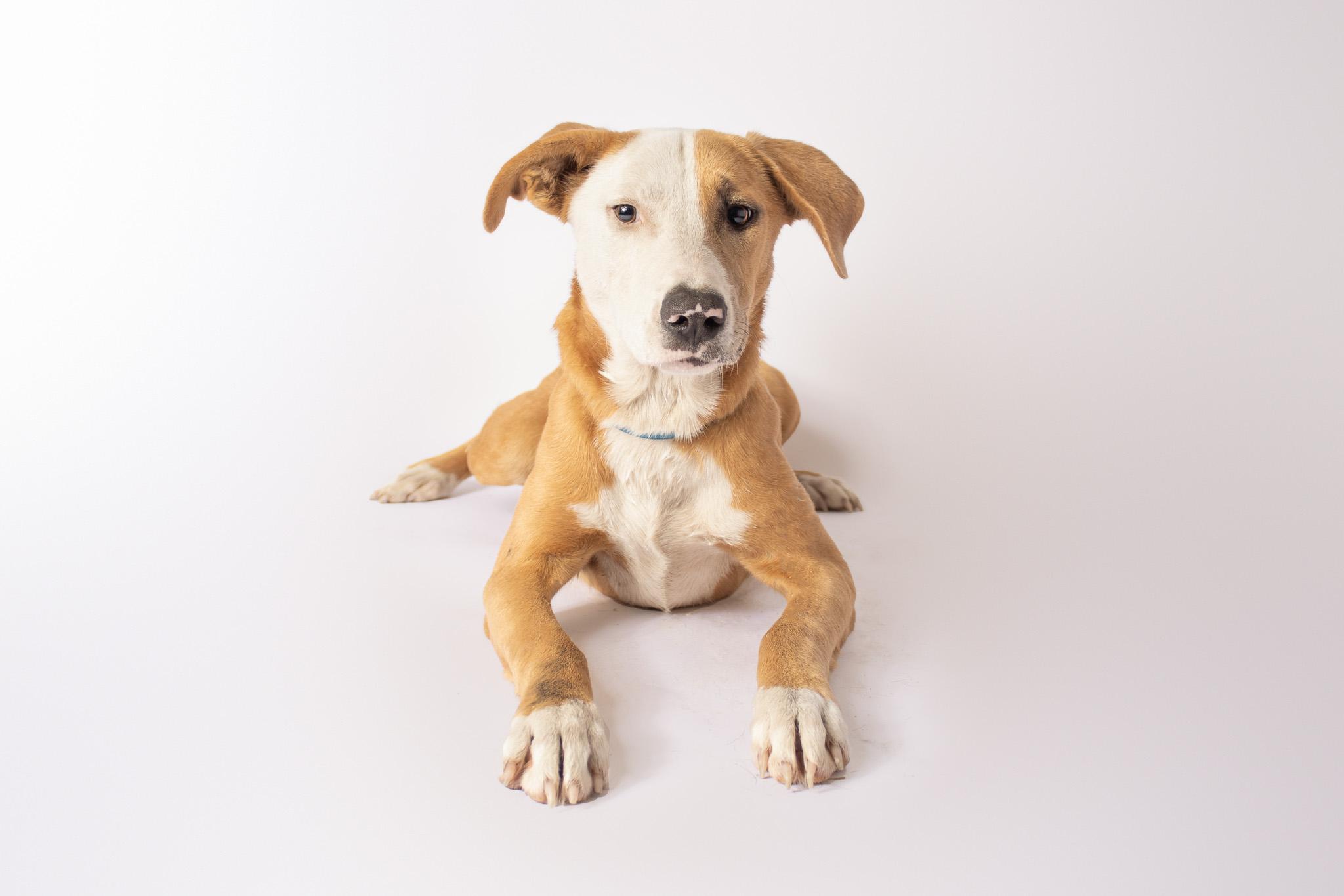 Enlarge Effie , a ADOPTABLE mixed breed in Plaquemine, LA image 3/3