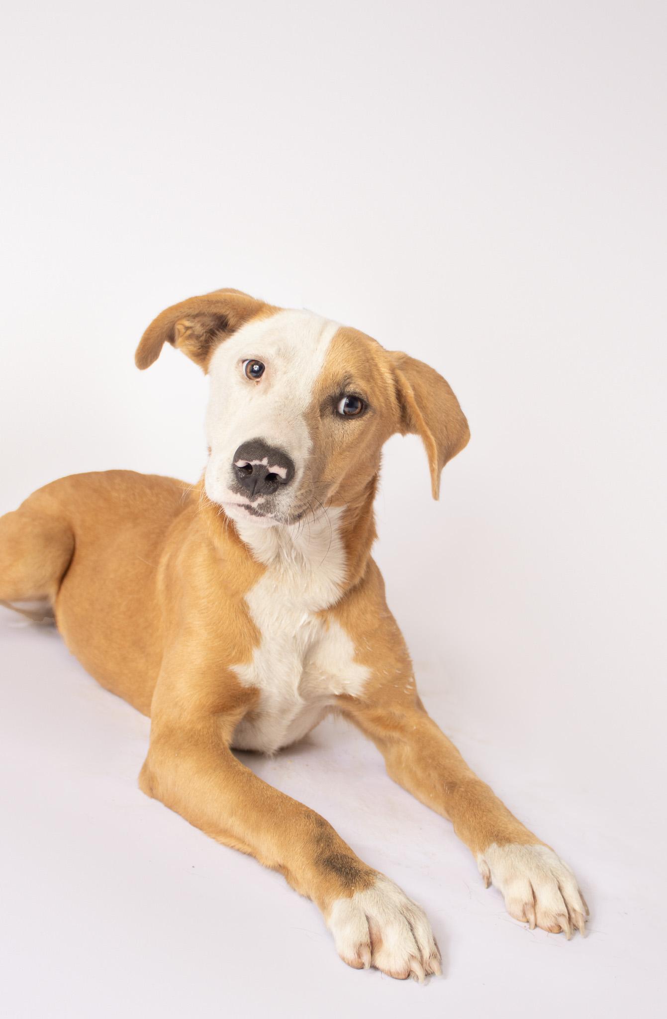 Enlarge Effie , a ADOPTABLE mixed breed in Plaquemine, LA image 2/3