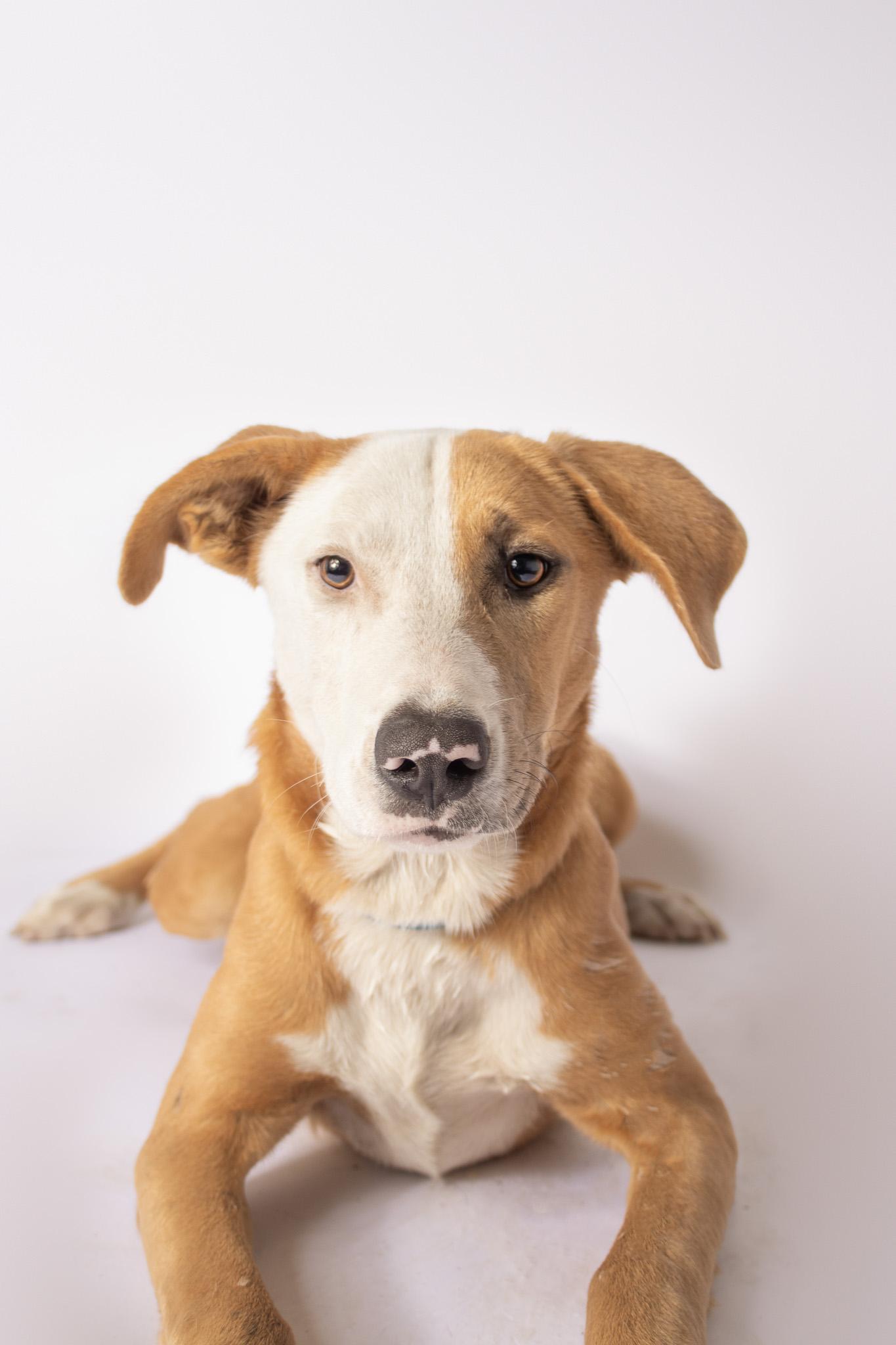 Enlarge Effie , a ADOPTABLE mixed breed in Plaquemine, LA image 1/3
