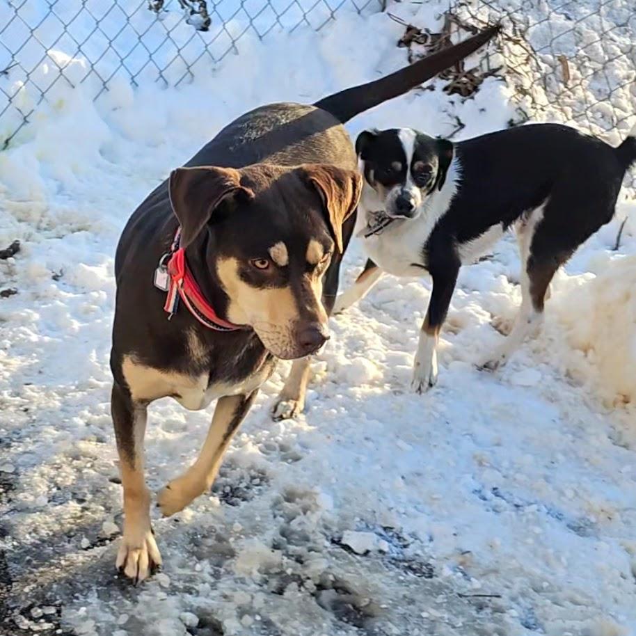 Gabrielle (large) and Hunter (small), a ADOPTABLE mixed breed in Ringwood, NJ image 3/6