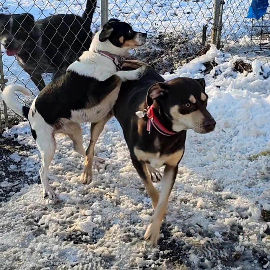 Gabrielle (large) and Hunter (small), a ADOPTABLE mixed breed in Ringwood, NJ image 2/6