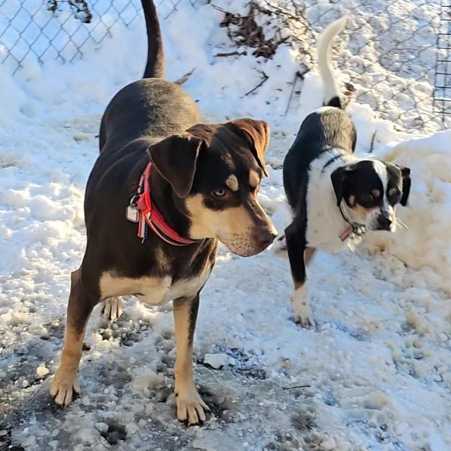 Gabrielle (large) and Hunter (small), a ADOPTABLE mixed breed in Ringwood, NJ image 1/6