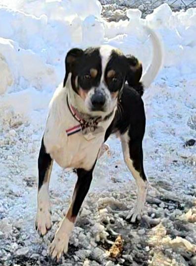 Gabrielle (large) and Hunter (small), a ADOPTABLE mixed breed in Ringwood, NJ image 5/6