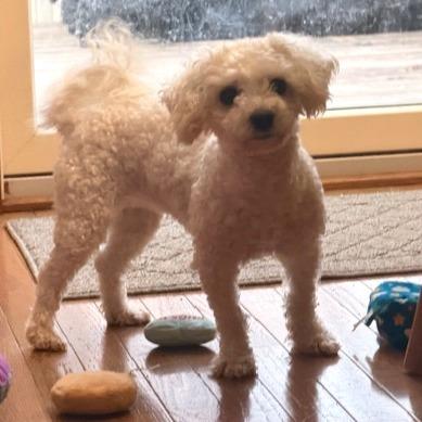 Yarlee, a Adoptable Bichon Frise in Chaska, MN image 1/6