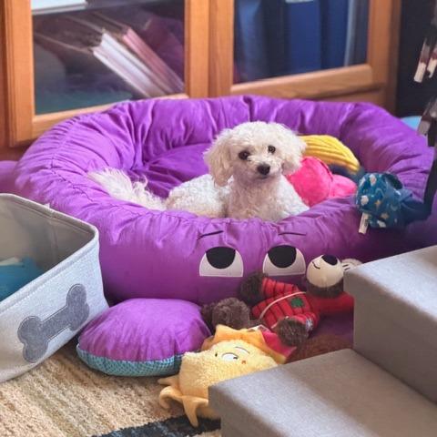 Yarlee, a Adoptable Bichon Frise in Chaska, MN image 2/6