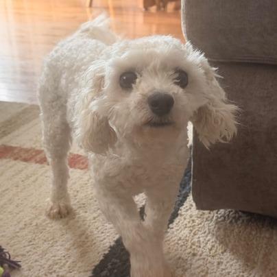 Yarlee, a Adoptable Bichon Frise in Chaska, MN image 3/6
