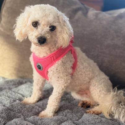 Yarlee, a Adoptable Bichon Frise in Chaska, MN image 4/6
