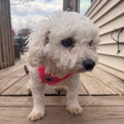 Yarlee, a Adoptable Bichon Frise in Chaska, MN image 5/6
