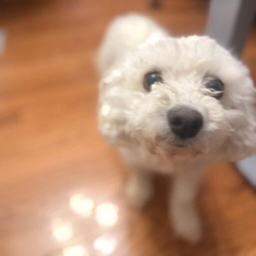 Yarlee, a Adoptable Bichon Frise in Chaska, MN image 6/6