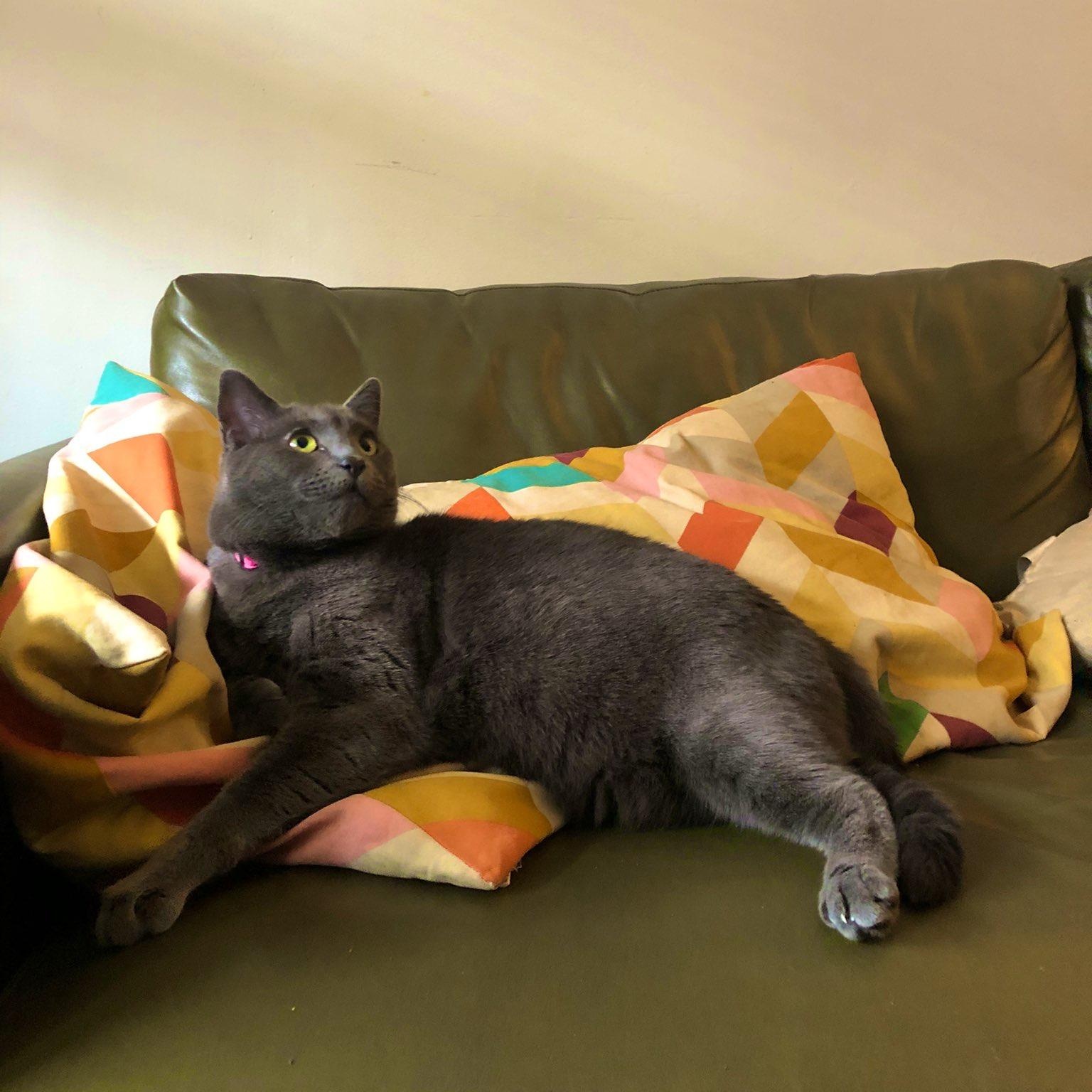 Rayleigh, a Adoptable Domestic Short Hair in Philadelphia, PA image 1/6