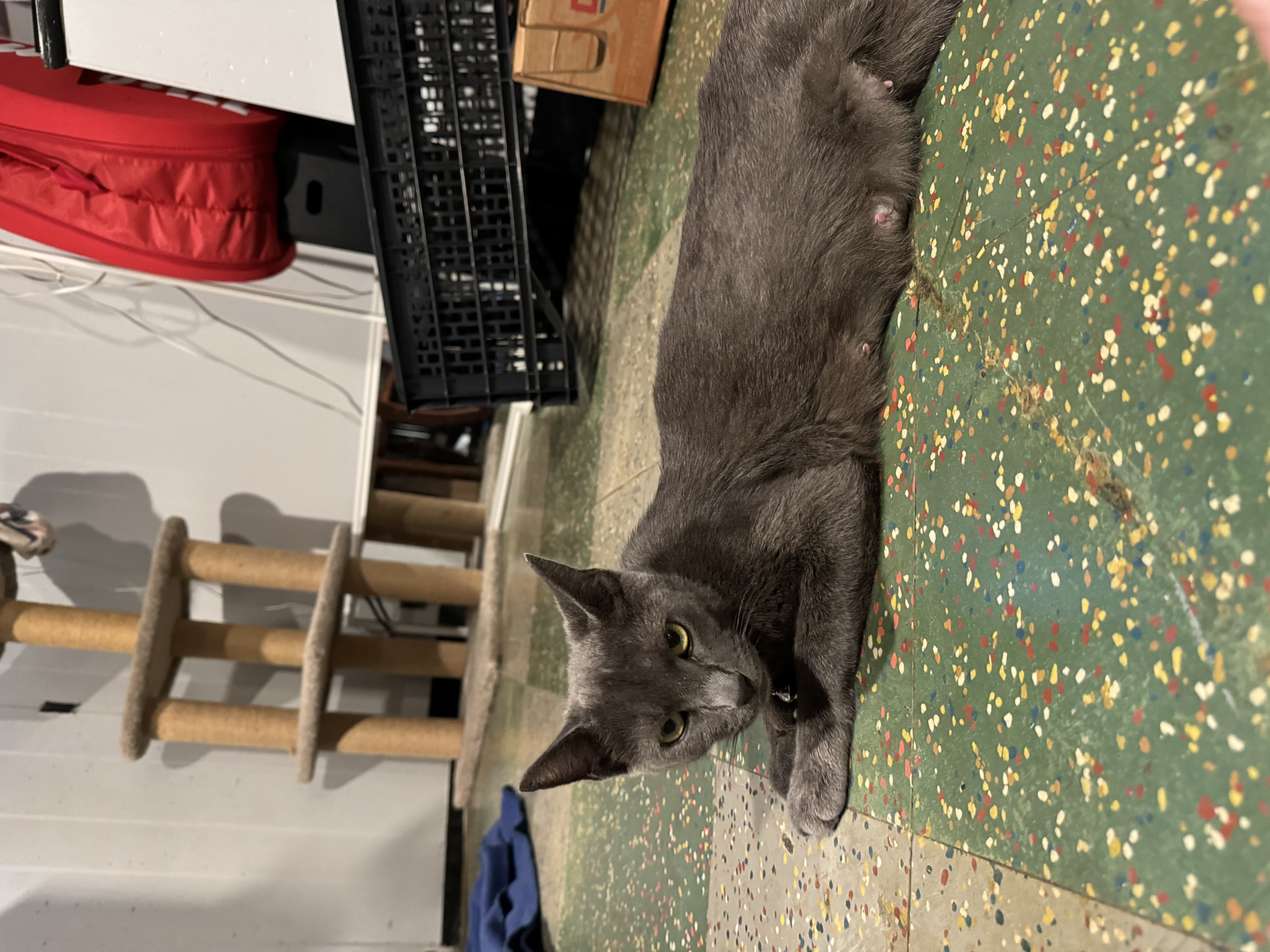 Rayleigh, a Adoptable Domestic Short Hair in Philadelphia, PA image 5/6