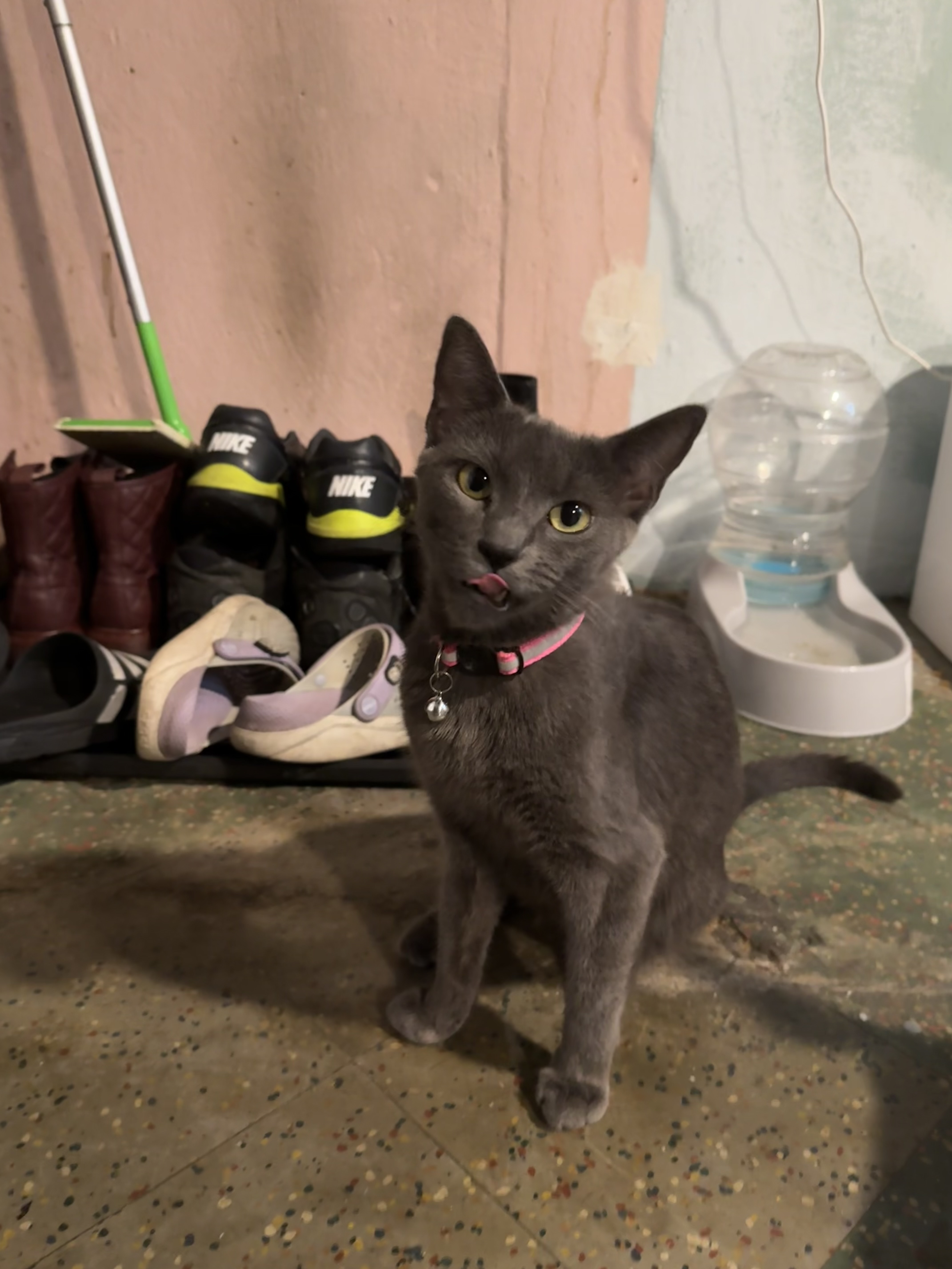 Rayleigh, a Adoptable Domestic Short Hair in Philadelphia, PA image 2/6