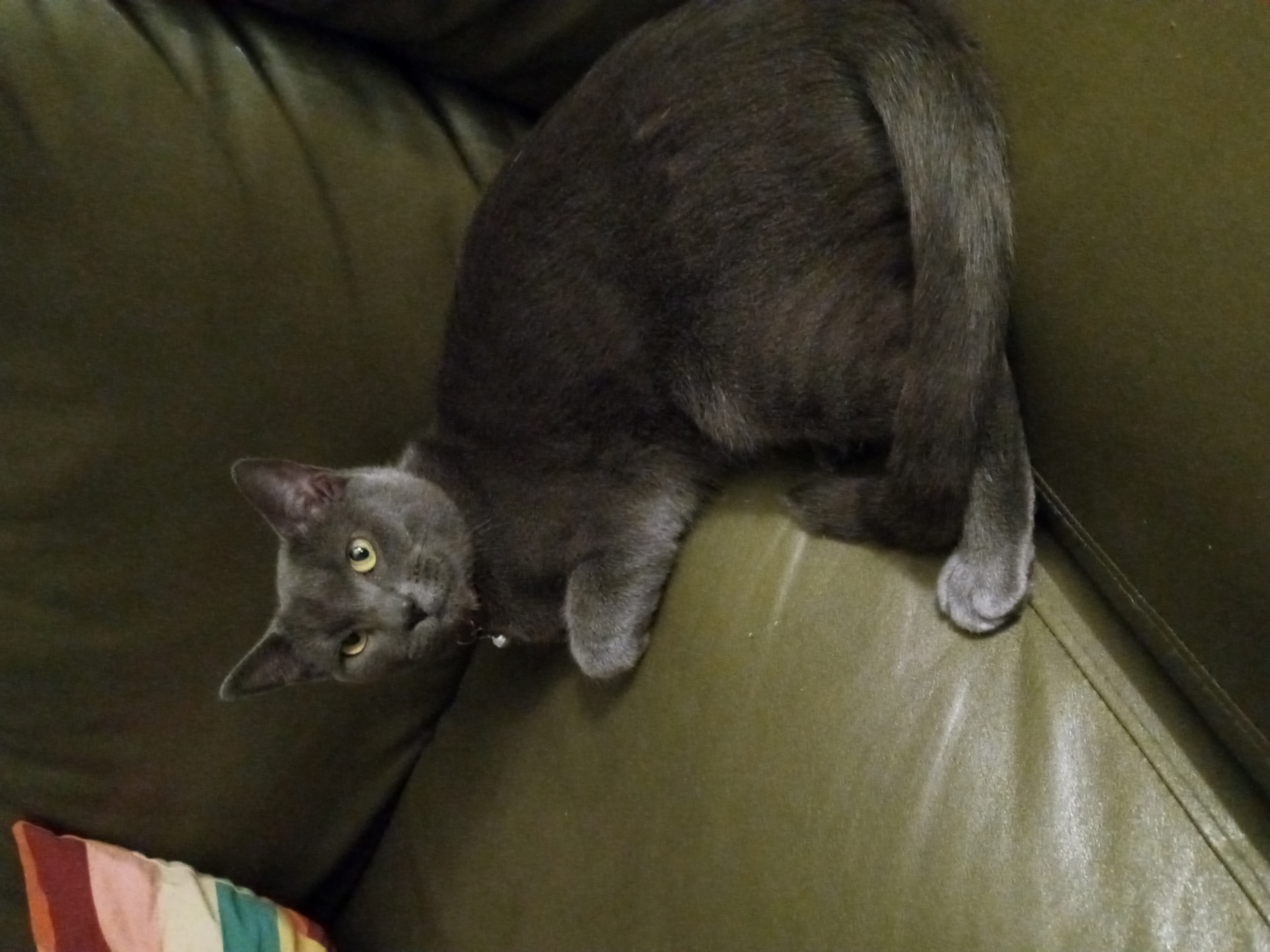 Rayleigh, a Adoptable Domestic Short Hair in Philadelphia, PA image 4/6