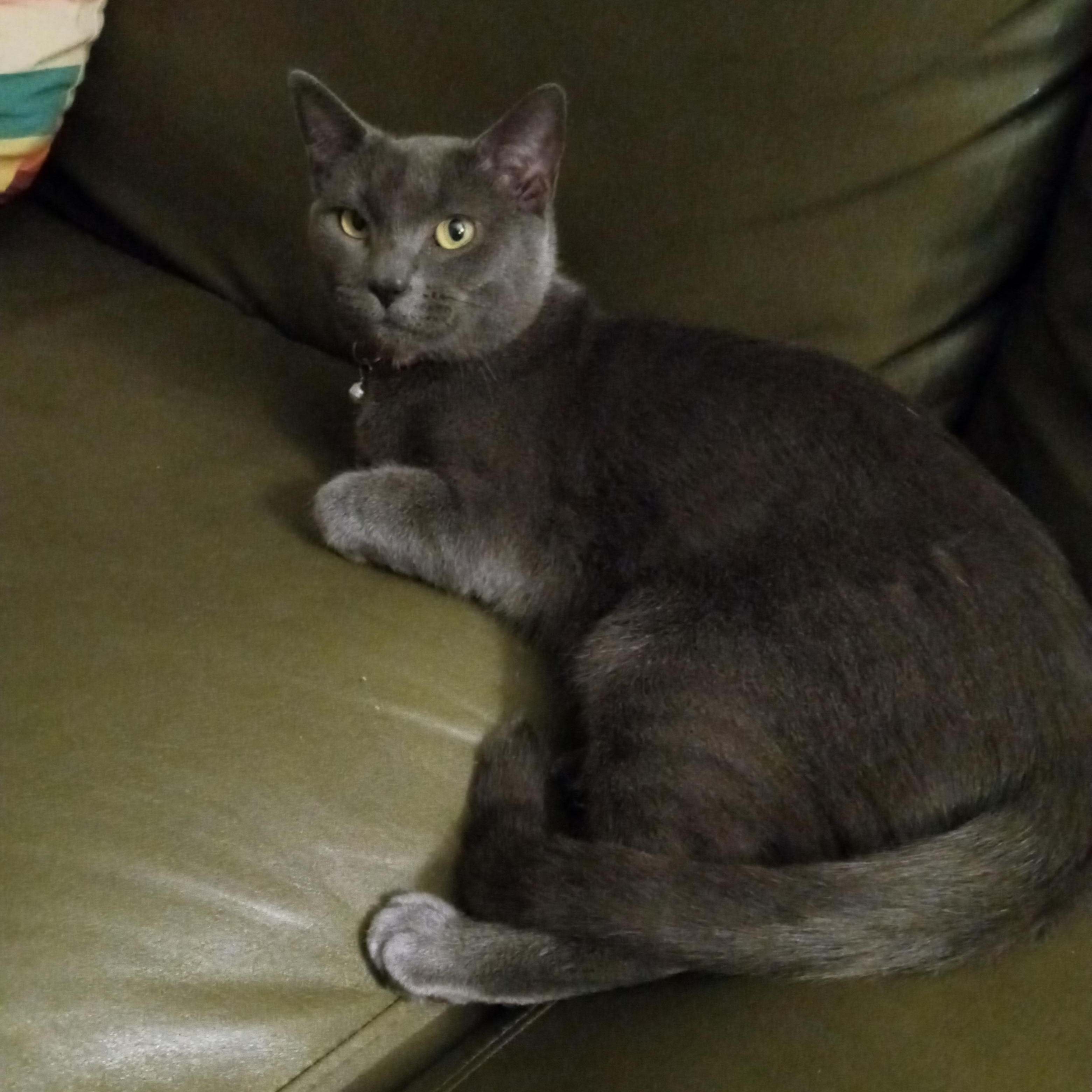 Rayleigh, a Adoptable Domestic Short Hair in Philadelphia, PA image 3/6