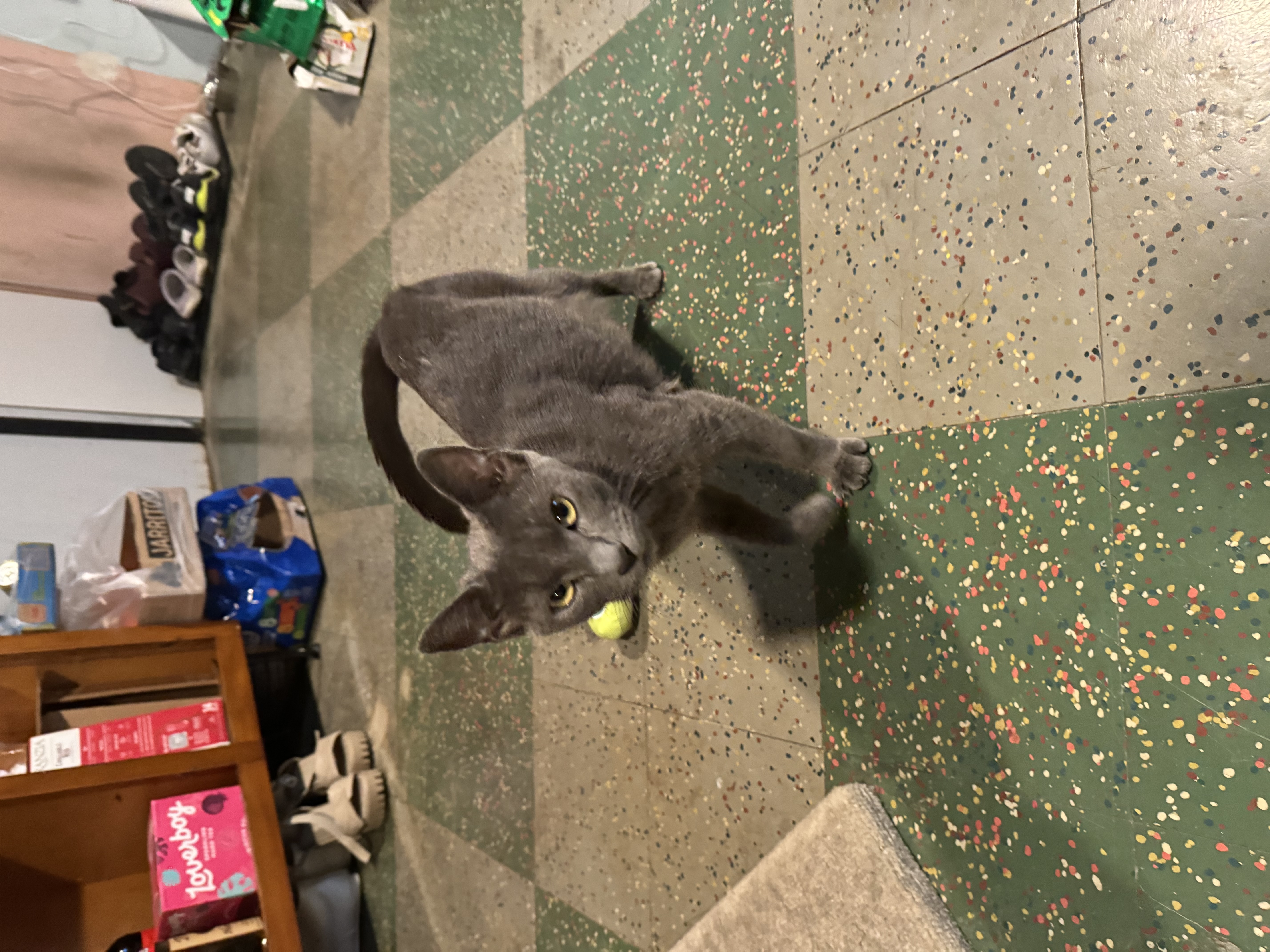 Rayleigh, a Adoptable Domestic Short Hair in Philadelphia, PA image 6/6