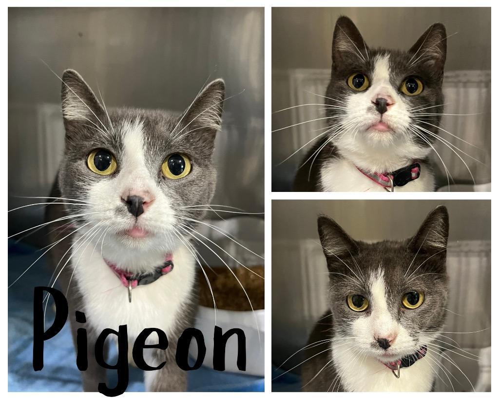 Pigeon, Adoptable, Young Female Domestic Short Hair.