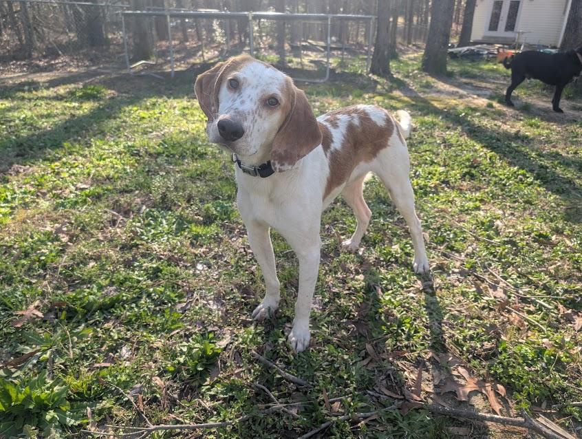 Cowboy, a Adoptable Hound in Media, PA image 1/6