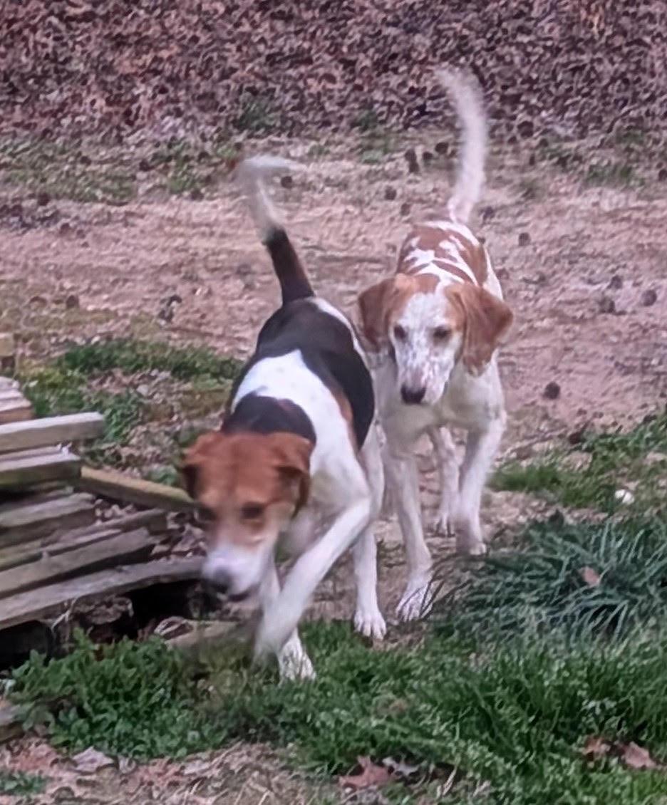 Cowboy, a Adoptable Hound in Media, PA image 2/6