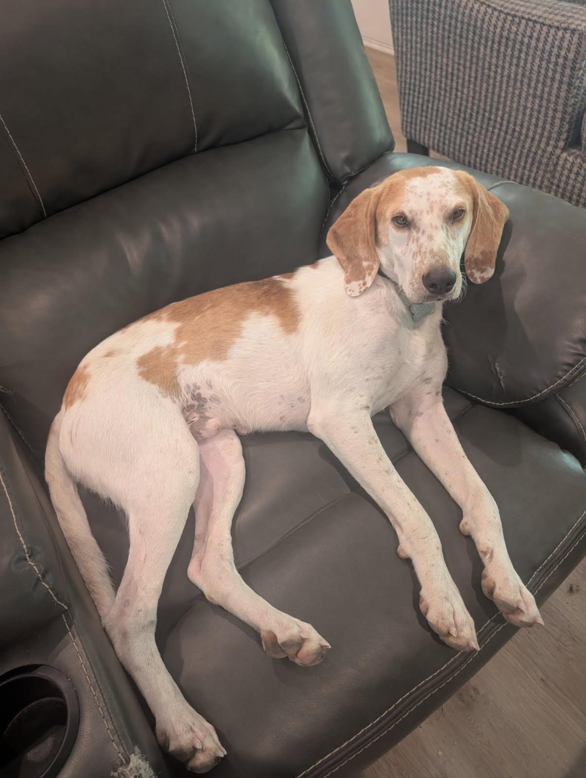 Cowboy, a Adoptable Hound in Media, PA image 3/6