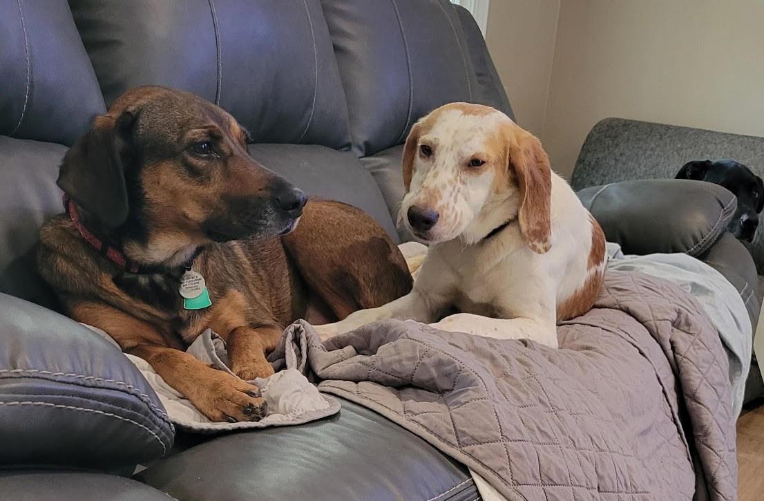 Cowboy, a Adoptable Hound in Media, PA image 4/6