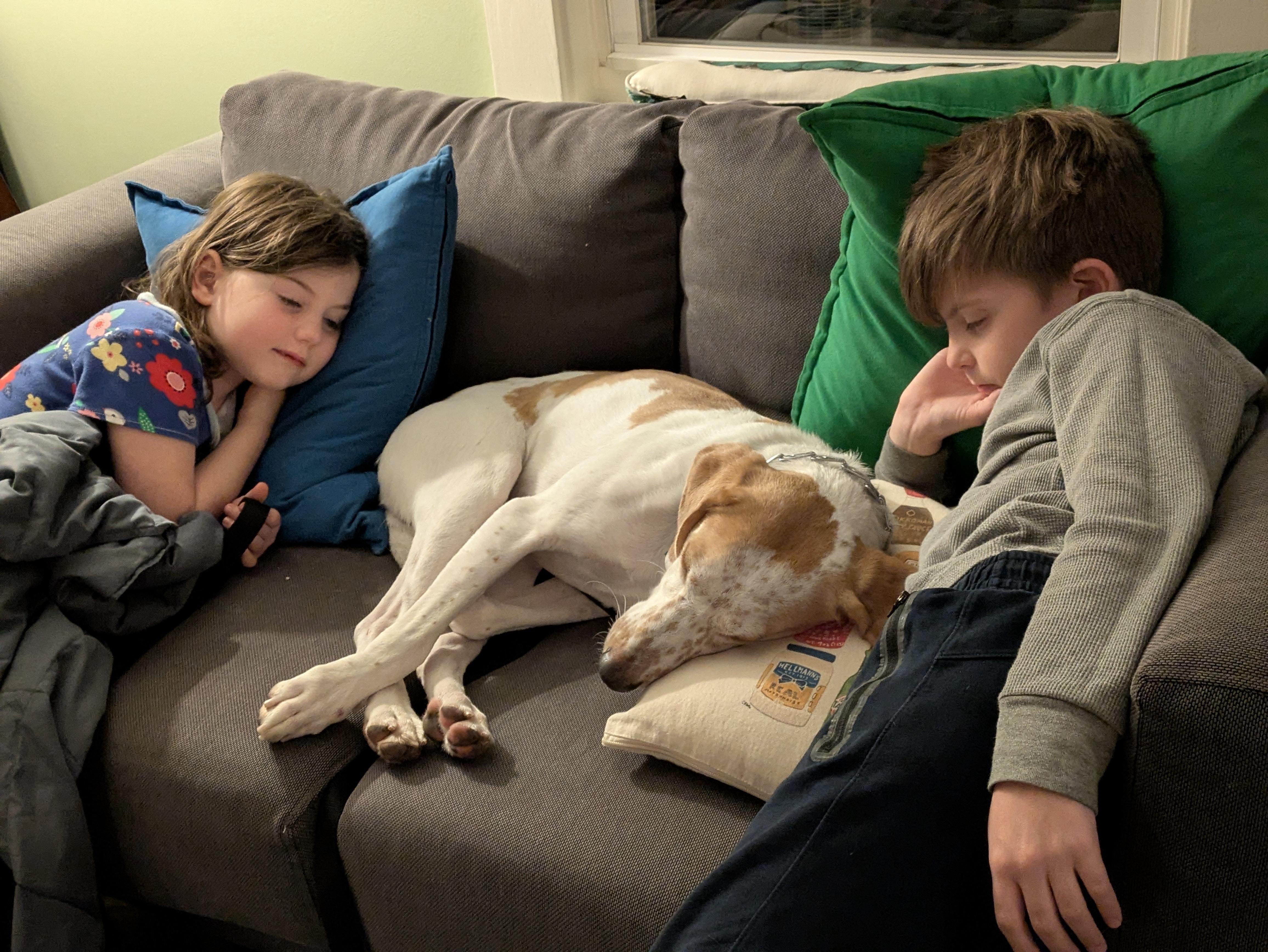 Cowboy, a Adoptable Hound in Media, PA image 5/6