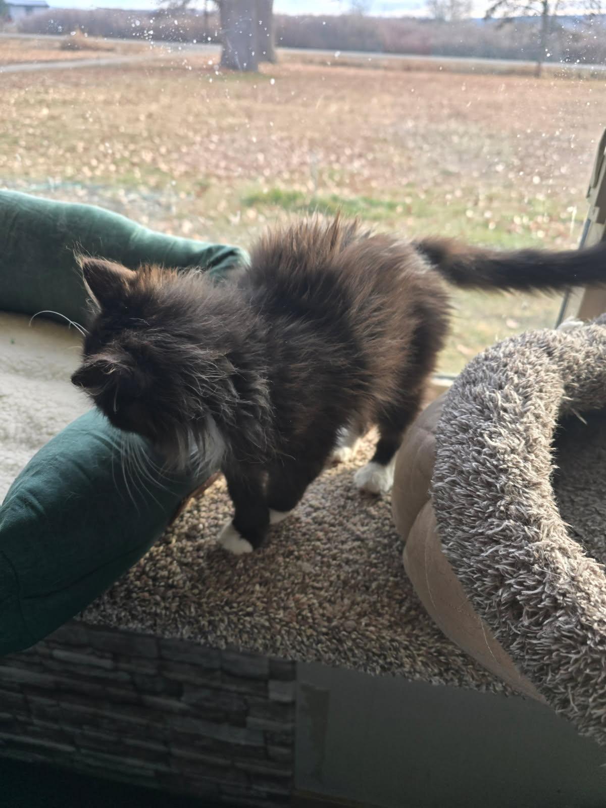 Cooper, Adoptable, Young Male Domestic Long Hair.