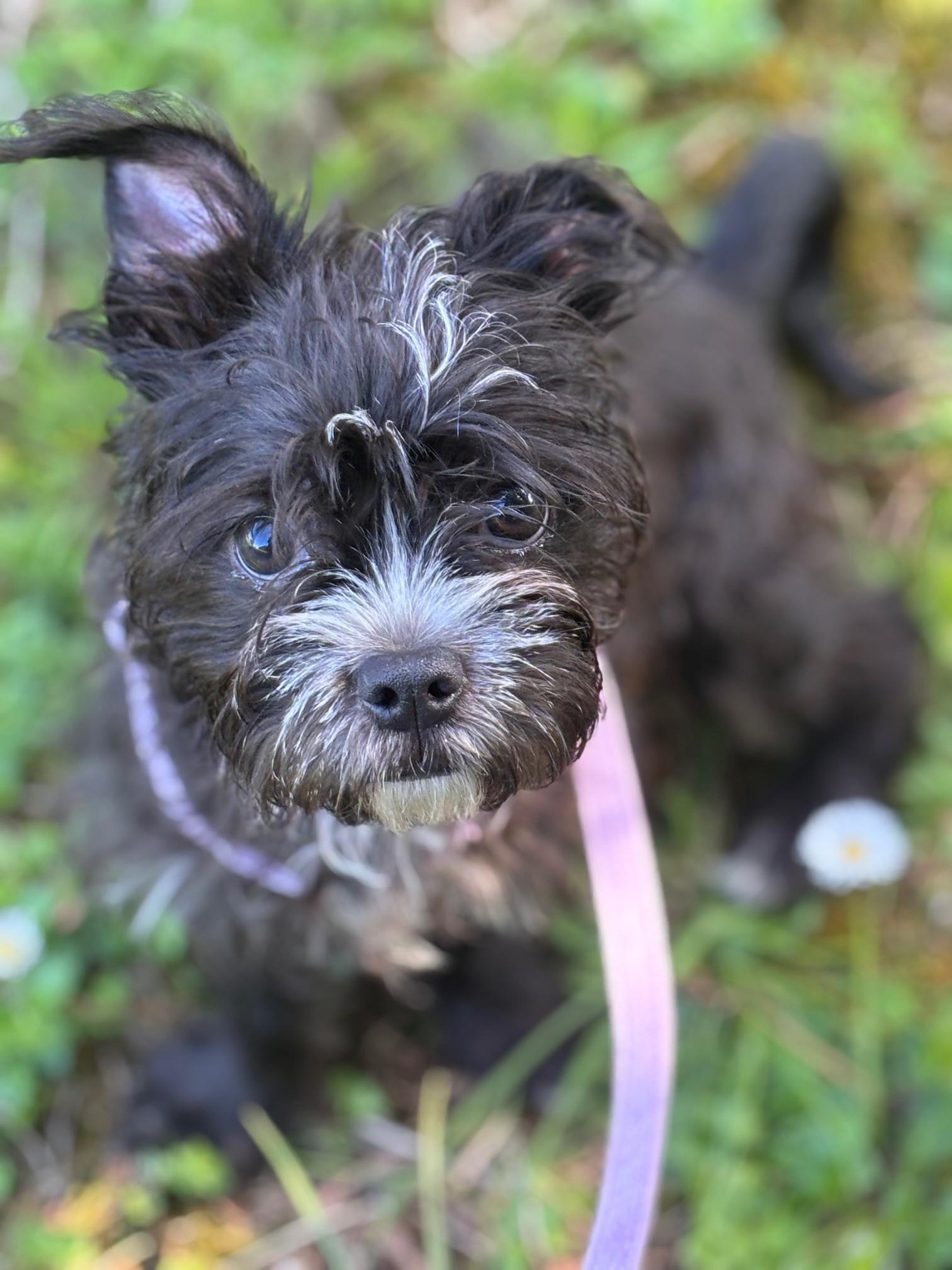 Enlarge Toni, an adopted mixed breed in Waldport, OR image 2/2
