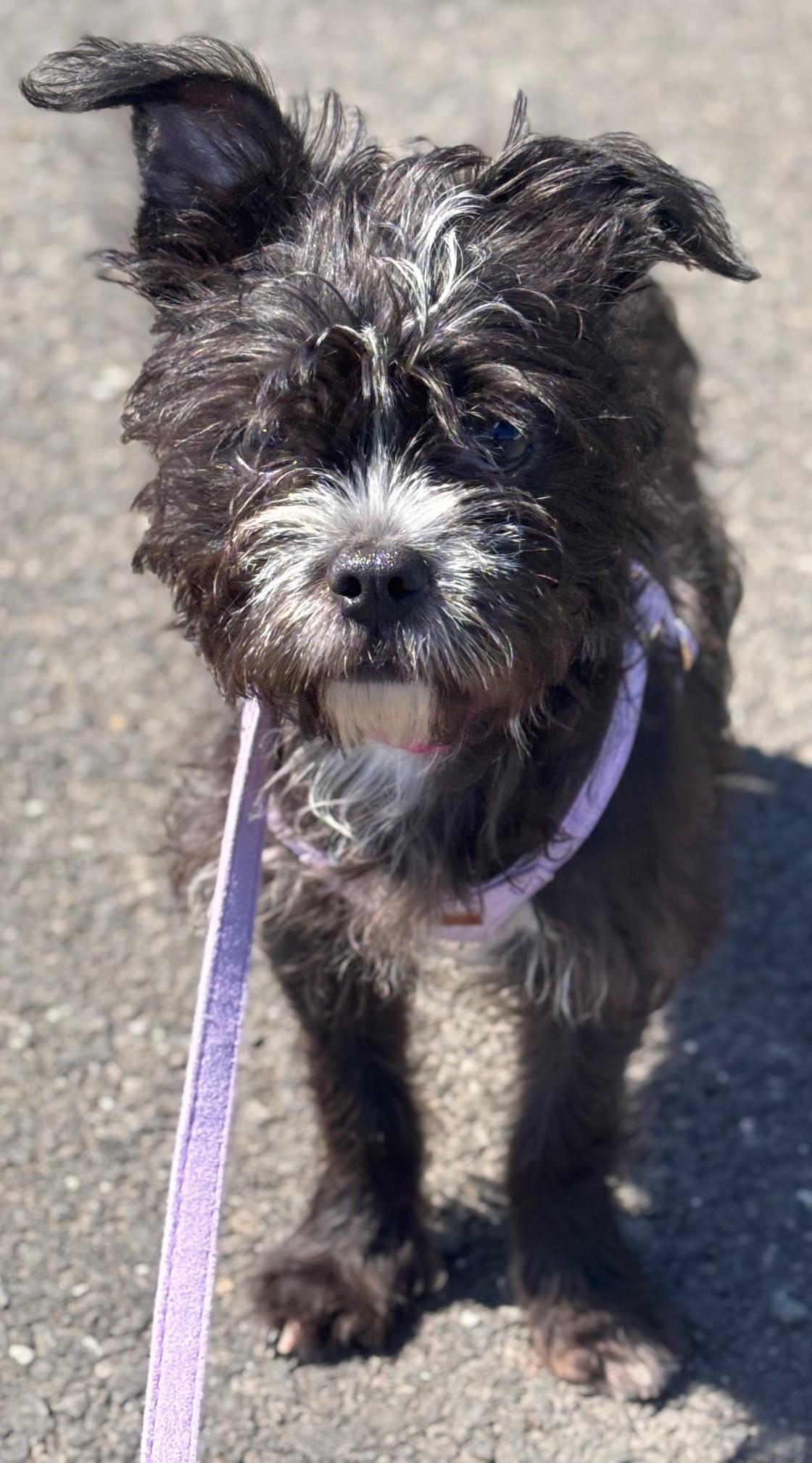 Enlarge Toni, an adopted mixed breed in Waldport, OR image 1/2