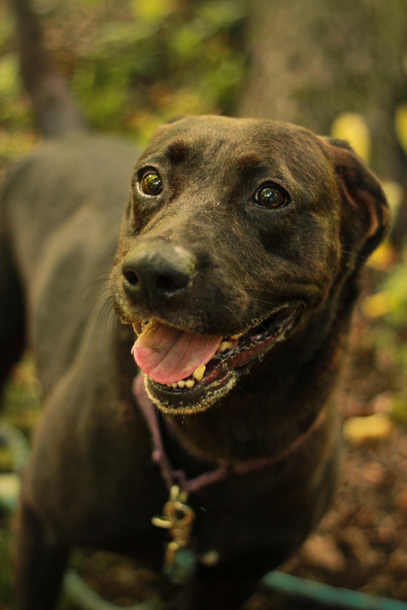 Enlarge Noni, a Adoptable Mixed Breed in Spencer, IN image 3/3