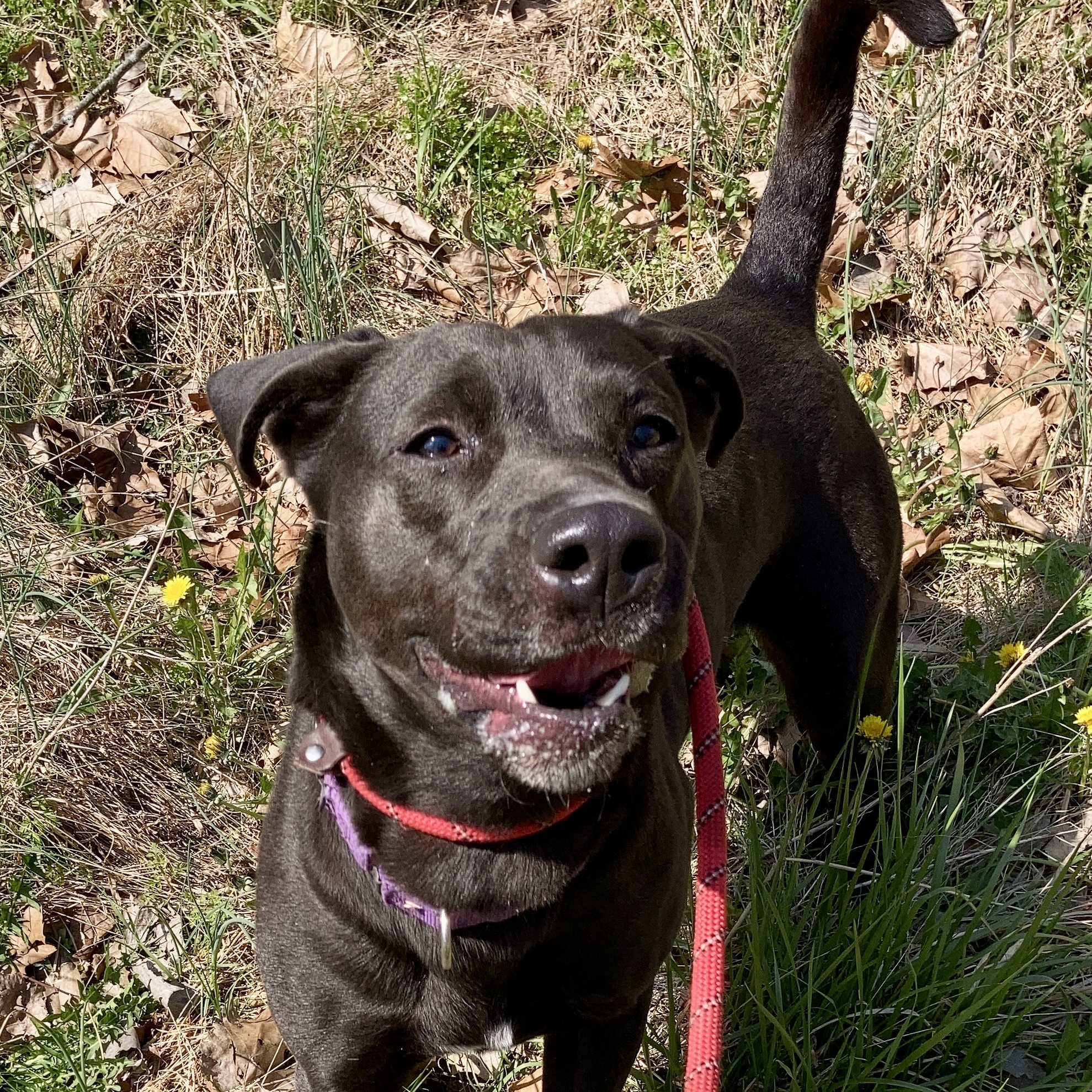 Noni, Adoptable, Adult Female Mixed Breed.